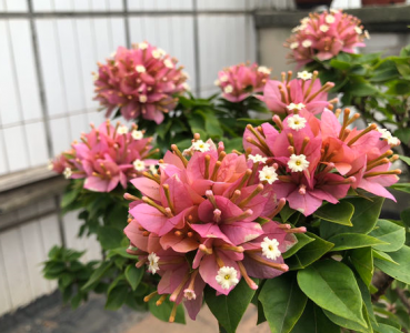 三角梅只长叶子不开花原因及处理方法 修剪三角梅最佳季节