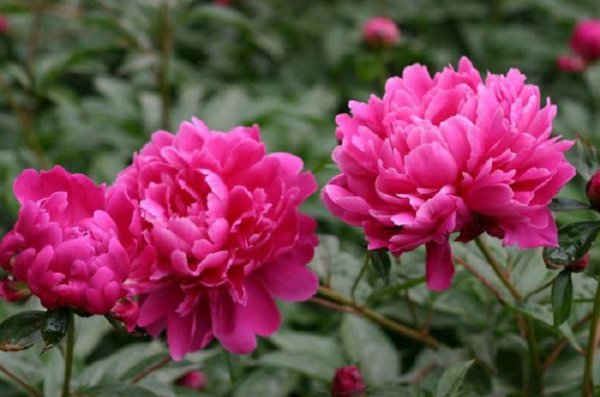 芍药花一年开几次花期