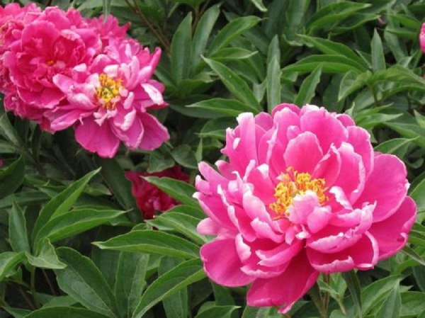芍药花一年开几次花期