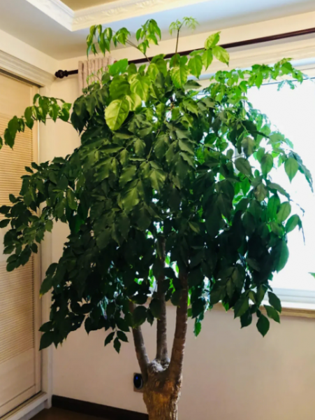 夏天幸福树能晒太阳吗