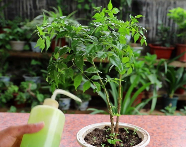 夏天幸福树能晒太阳吗