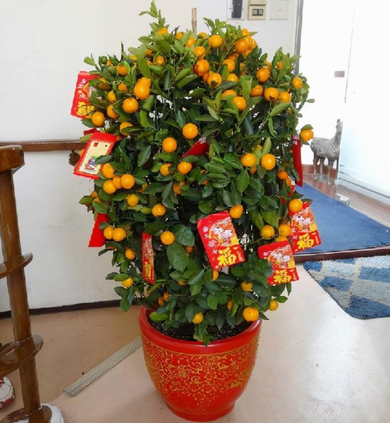 吉祥果盆景养殖方法