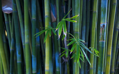 竹子属于什么科类植物类群 顶级竹子品种排名