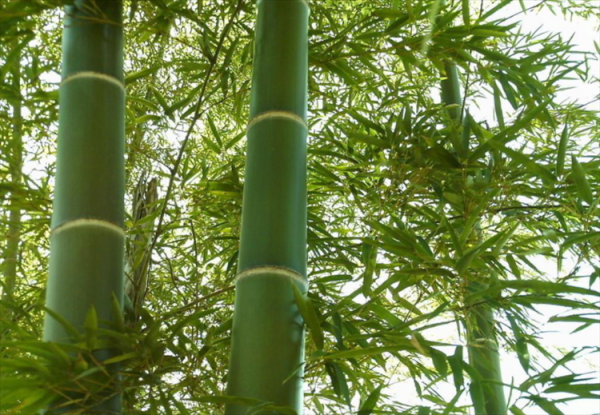 竹子属于什么科类植物类群