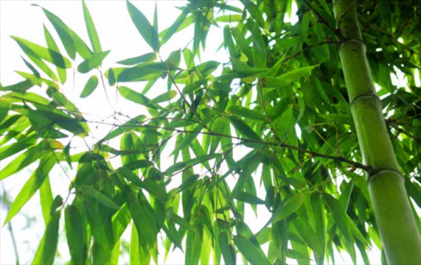 竹子属于什么科类植物类群
