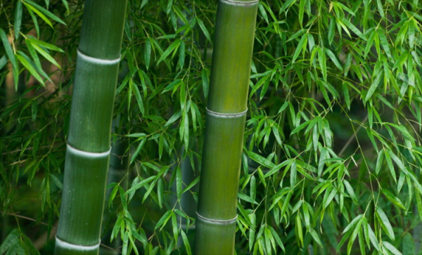 竹子属于什么科类植物类群