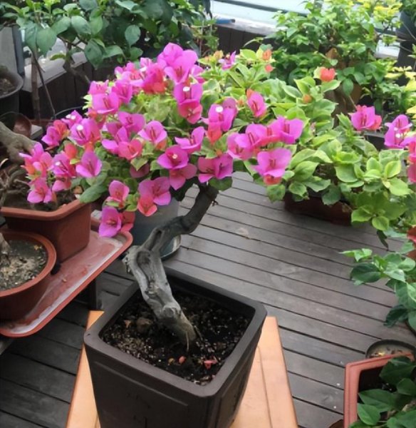 三角梅开花后怎样修剪开花多