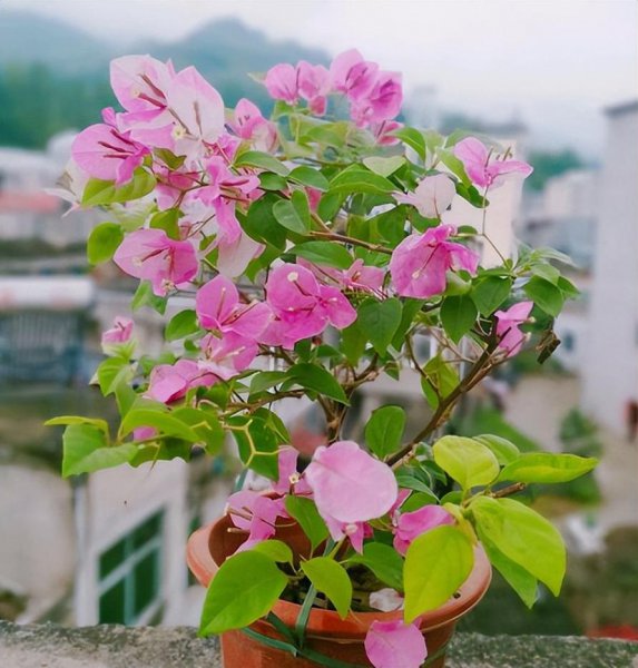 三角梅开花后怎样修剪开花多