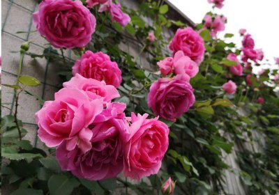 四季月季一年开几次花 好养月季排名
