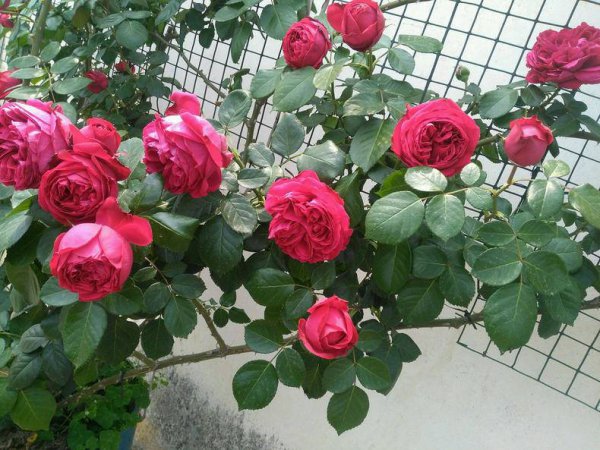 四季月季一年开几次花