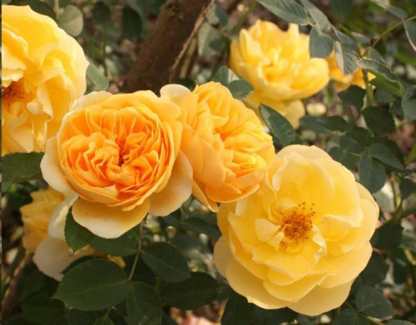 四季月季一年开几次花