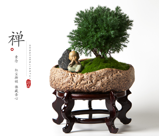 雾松盆栽养殖方法和注意事项有哪些