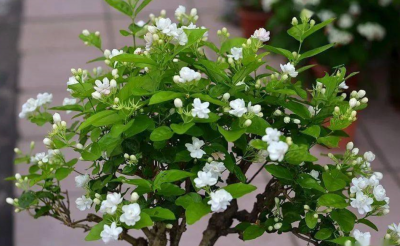 茉莉花怎样剪枝才能开花最旺 关于茉莉花过冬养护方法