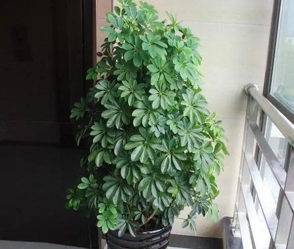 鸭掌木放客厅大忌