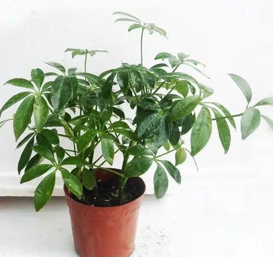 鸭掌木放客厅大忌