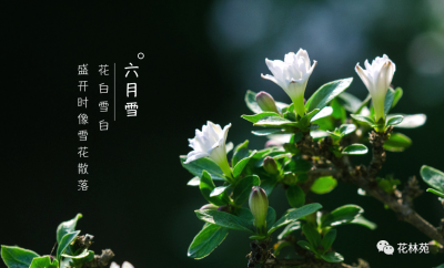 六月雪摆放禁忌 排名第一镇宅花