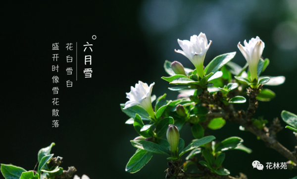 六月雪摆放禁忌