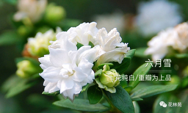 六月雪摆放禁忌