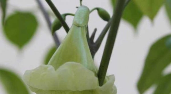 幸福树风水摆放禁忌