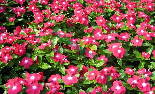 长春花花期有多长