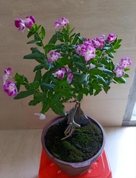 长春花花期有多长