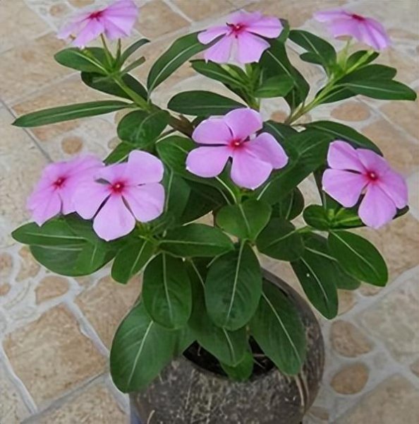 长春花花期有多长