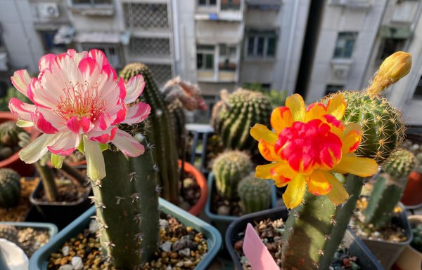 冬天玫瑰花可以放在卧室吗