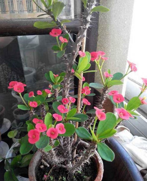 冬天玫瑰花可以放在卧室吗