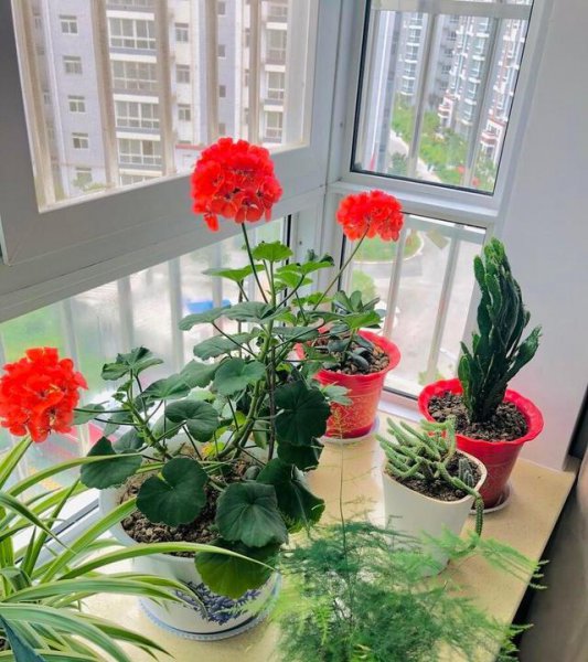 冬天玫瑰花可以放在卧室吗
