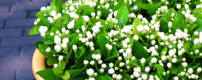 茉莉花用什么土养好活 了解茉莉花的配土方法