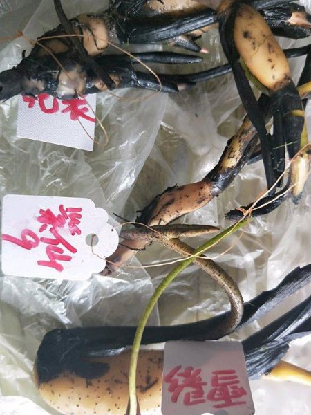 碗莲什么时候开花水培好