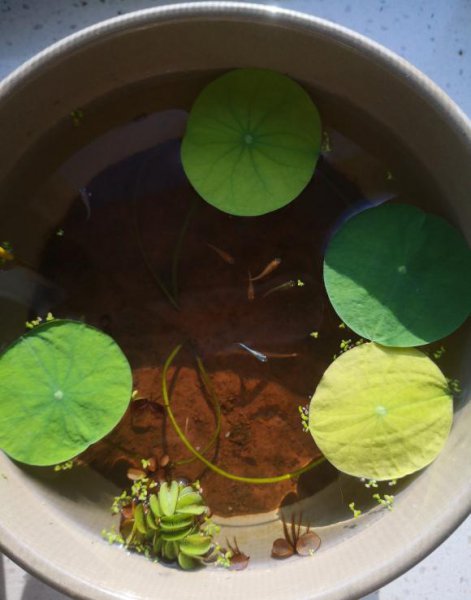 碗莲什么时候开花水培好