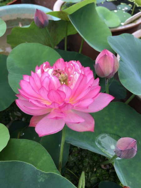 碗莲什么时候开花水培好