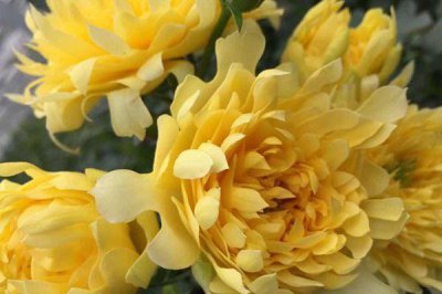 烟花波浪月季的优缺点 介绍带有波浪边的月季品种