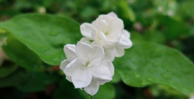 家里养茉莉花好吗 种茉莉花的风水讲究