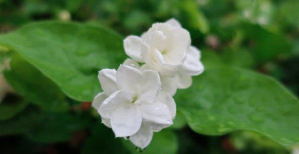 家里养茉莉花好吗