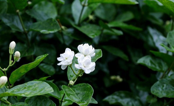 家里养茉莉花好吗
