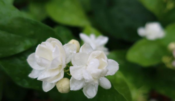 家里养茉莉花好吗