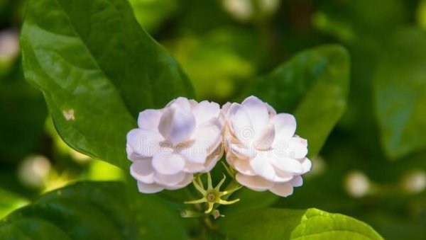家里养茉莉花好吗