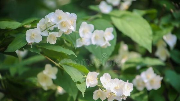 家里养茉莉花好吗