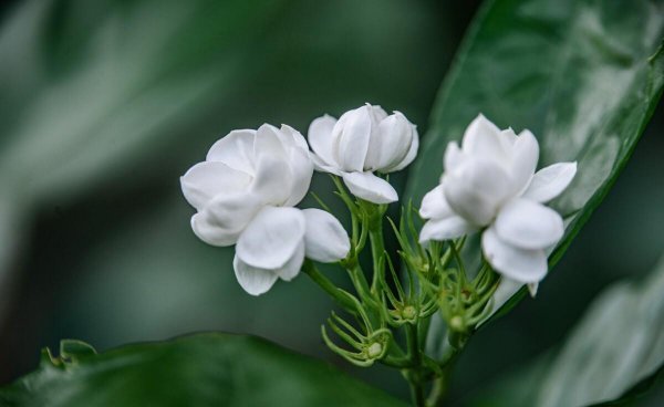 家里养茉莉花好吗