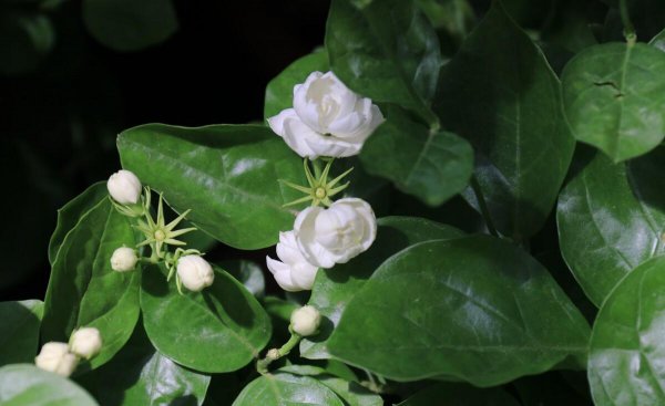 家里养茉莉花好吗