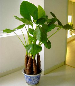 冬天滴水观音适合在室内养吗 滴水观音寓意及风水作用