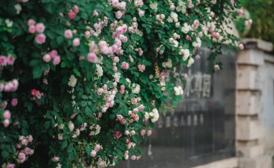 蔷薇花花期长的品种 详解蔷薇花花语寓意和象征