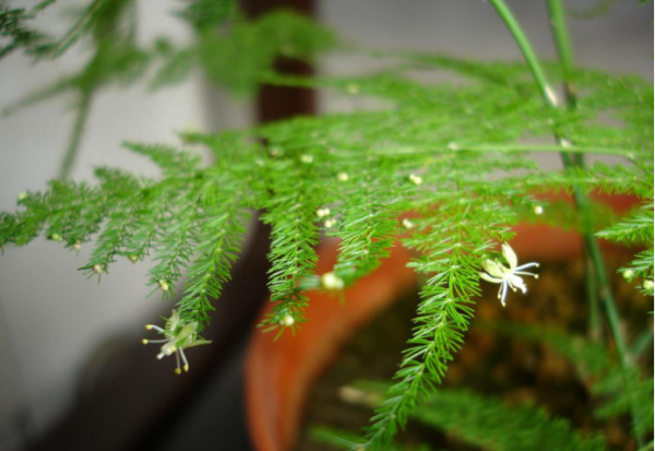 文竹开花十大预兆是什么