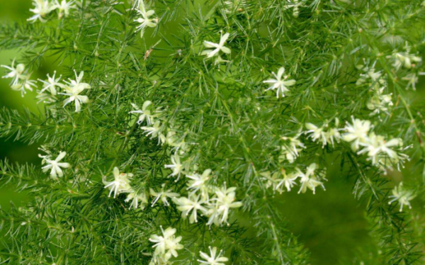 文竹开花十大预兆是什么