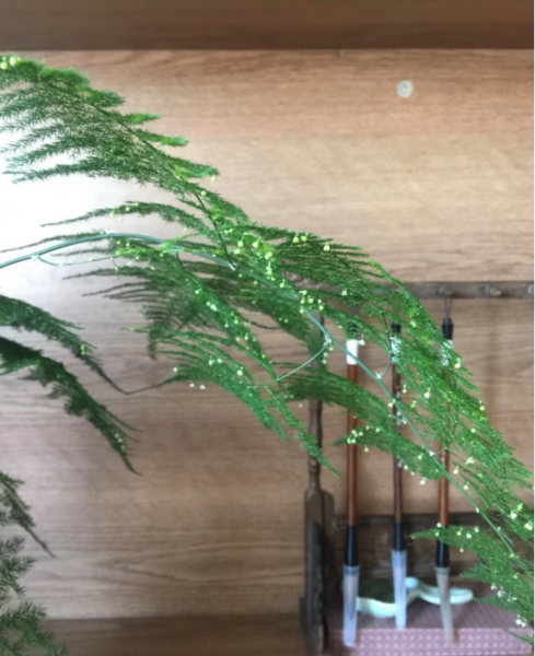 文竹开花十大预兆是什么