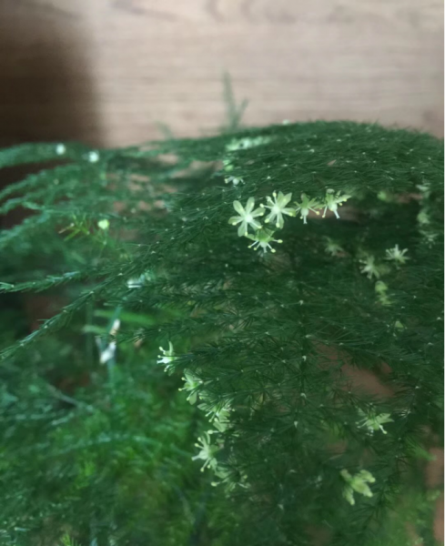 文竹开花十大预兆是什么
