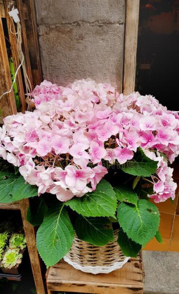 冬天绣球花适合放在室内吗
