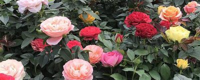 玫瑰花怎么修剪才能多开花快 关于玫瑰花修剪方法图解